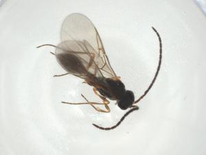  ( - CBG-A28543-C07)  @11 [ ] CreativeCommons - Attribution Share - Alike (2024) Centre for Biodiversity Genomics Centre for Biodiversity Genomics