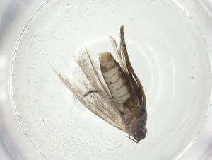  ( - CBG-A28546-H10)  @11 [ ] CreativeCommons - Attribution Share - Alike (2024) Centre for Biodiversity Genomics Centre for Biodiversity Genomics