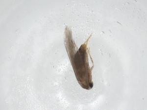  ( - CBG-A28547-E03)  @11 [ ] CreativeCommons - Attribution Share - Alike (2024) Centre for Biodiversity Genomics Centre for Biodiversity Genomics