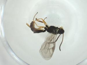  ( - CBG-A28548-B11)  @11 [ ] CreativeCommons - Attribution Share - Alike (2024) Centre for Biodiversity Genomics Centre for Biodiversity Genomics