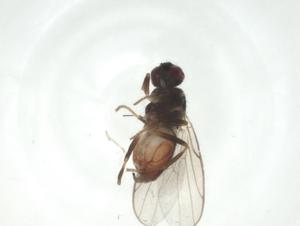  ( - CBG-A28549-F12)  @11 [ ] CreativeCommons - Attribution Share - Alike (2024) Centre for Biodiversity Genomics Centre for Biodiversity Genomics