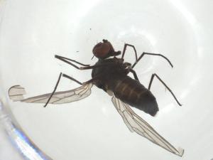  ( - CBG-A28549-G05)  @11 [ ] CreativeCommons - Attribution Share - Alike (2024) Centre for Biodiversity Genomics Centre for Biodiversity Genomics