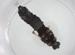  ( - CBG-A28550-B01)  @11 [ ] CreativeCommons - Attribution Share - Alike (2024) Centre for Biodiversity Genomics Centre for Biodiversity Genomics