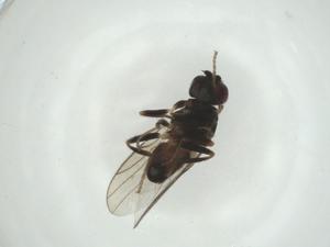  ( - CBG-A28551-D06)  @11 [ ] CreativeCommons - Attribution Share - Alike (2024) Centre for Biodiversity Genomics Centre for Biodiversity Genomics