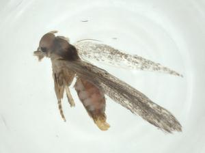  ( - CBG-A28551-H09)  @11 [ ] CreativeCommons - Attribution Share - Alike (2024) Centre for Biodiversity Genomics Centre for Biodiversity Genomics