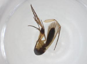  ( - CBG-A28553-C10)  @11 [ ] CreativeCommons - Attribution Share - Alike (2024) Centre for Biodiversity Genomics Centre for Biodiversity Genomics