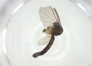  ( - CBG-A28555-G02)  @11 [ ] CreativeCommons - Attribution Share - Alike (2024) Centre for Biodiversity Genomics Centre for Biodiversity Genomics