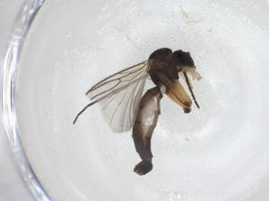  ( - CBG-A28562-C05)  @11 [ ] CreativeCommons - Attribution Share - Alike (2024) Centre for Biodiversity Genomics Centre for Biodiversity Genomics