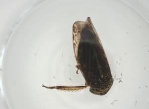  ( - CBG-A28901-A08)  @11 [ ] CreativeCommons - Attribution Share - Alike (2024) Centre for Biodiversity Genomics Centre for Biodiversity Genomics