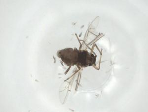  ( - CBG-A28901-G06)  @11 [ ] CreativeCommons - Attribution Share - Alike (2024) Centre for Biodiversity Genomics Centre for Biodiversity Genomics