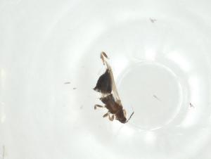  ( - CBG-A28901-H07)  @11 [ ] CreativeCommons - Attribution Share - Alike (2024) Centre for Biodiversity Genomics Centre for Biodiversity Genomics