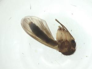  ( - CBG-A28902-D01)  @11 [ ] CreativeCommons - Attribution Share - Alike (2024) Centre for Biodiversity Genomics Centre for Biodiversity Genomics