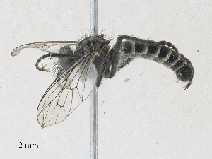  ( - CBG-A30017-E08)  @11 [ ] CreativeCommons - Attribution Share - Alike (2024) CBG Photography Group Centre for Biodiversity Genomics