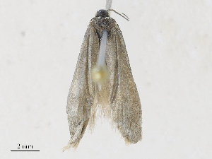  ( - CBG-A30017-G08)  @11 [ ] CreativeCommons - Attribution Share - Alike (2024) CBG Photography Group Centre for Biodiversity Genomics