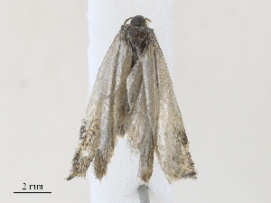  ( - CBG-A30021-A07)  @11 [ ] CreativeCommons - Attribution Share - Alike (2024) CBG Photography Group Centre for Biodiversity Genomics