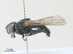  ( - CBG-A30021-G09)  @11 [ ] CreativeCommons - Attribution Share - Alike (2024) CBG Photography Group Centre for Biodiversity Genomics