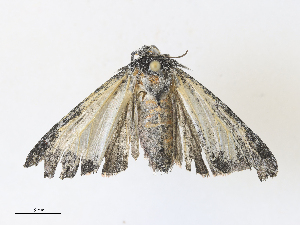  ( - CBG-A30022-C06)  @11 [ ] CreativeCommons - Attribution Share - Alike (2024) CBG Photography Group Centre for Biodiversity Genomics