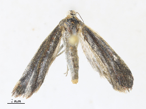  ( - CBG-A30022-C08)  @11 [ ] CreativeCommons - Attribution Share - Alike (2024) CBG Photography Group Centre for Biodiversity Genomics