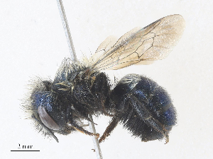  ( - CBG-A30022-C11)  @11 [ ] CreativeCommons - Attribution Share - Alike (2024) CBG Photography Group Centre for Biodiversity Genomics