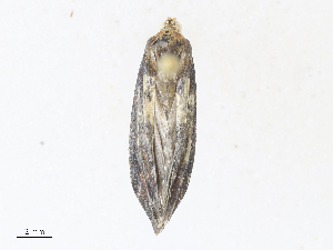  ( - CBG-A30022-D09)  @11 [ ] CreativeCommons - Attribution Share - Alike (2024) CBG Photography Group Centre for Biodiversity Genomics