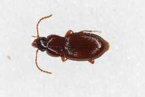  ( - CAR1045-1)  @11 [ ] CC BY SA (2022) Paill Wolfgang Universalmuseum Joanneum, Graz