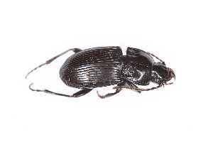  ( - CAR1237-1)  @11 [ ] CC BY SA (2022) Paill Wolfgang Universalmuseum Joanneum, Graz