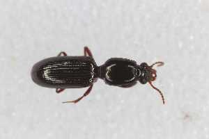  (Dyschirius extensus - CAR1841-2)  @11 [ ] CC BY SA (2022) Paill Wolfgang Universalmuseum Joanneum, Graz