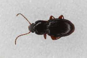  ( - CAR2071-1)  @11 [ ] CC BY SA (2022) Paill Wolfgang Universalmuseum Joanneum, Graz