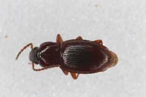  ( - CAR2072-1)  @11 [ ] CC BY SA (2022) Paill Wolfgang Universalmuseum Joanneum, Graz