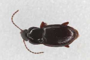  ( - CAR2085-1)  @11 [ ] CC BY SA (2022) Paill Wolfgang Universalmuseum Joanneum, Graz