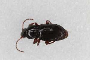  ( - CAR2092-1)  @11 [ ] CC BY SA (2022) Paill Wolfgang Universalmuseum Joanneum, Graz