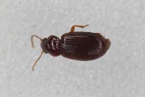  ( - CAR2105-1)  @11 [ ] CC BY SA (2022) Paill Wolfgang Universalmuseum Joanneum, Graz