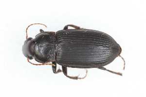  ( - CAR2243-1)  @11 [ ] CC BY SA (2022) Paill Wolfgang Universalmuseum Joanneum, Graz