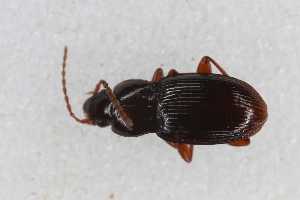  ( - CAR2274-1)  @11 [ ] CC BY SA (2022) Paill Wolfgang Universalmuseum Joanneum, Graz