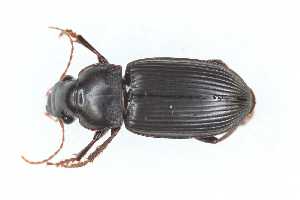  ( - CAR2557-1)  @11 [ ] CC BY SA (2022) Paill Wolfgang Universalmuseum Joanneum, Graz