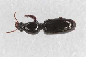  (Dyschirius strumosus - CAR2575-1)  @11 [ ] CC BY SA (2022) Paill Wolfgang Universalmuseum Joanneum, Graz