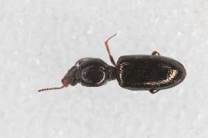  (Dyschirius politus - CAR2624-1)  @11 [ ] CC BY SA (2022) Paill Wolfgang Universalmuseum Joanneum, Graz