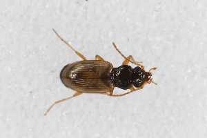  (Bembidion ephippium - CAR644-1)  @11 [ ] CC BY SA (2022) Paill Wolfgang Universalmuseum Joanneum, Graz