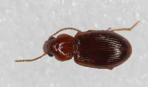  ( - CAR763-1)  @11 [ ] CC BY SA (2022) Paill Wolfgang Universalmuseum Joanneum, Graz