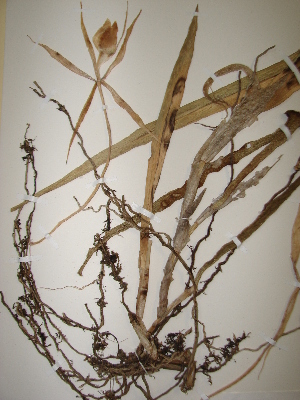  (Epidendrum parkinsonianum - GE02370)  @11 [ ] Copyright (2010) Victoria Sosa Unspecified