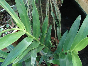  (Epidendrum raniferum - GE02371)  @11 [ ] Copyright (2010) Victoria Sosa Unspecified