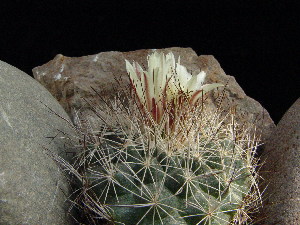  ( - GE02383)  @11 [ ] Copyright  Salvador Arias Unspecified