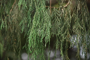 (Juniperus flaccida - GE02362)  @11 [ ] Copyright (2009) David Gernandt Unspecified