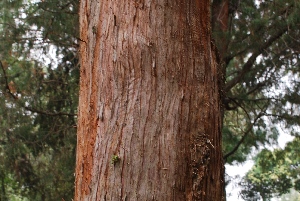  (Juniperus deppeana - GE02366)  @11 [ ] Copyright (2009) David Gernandt Unspecified