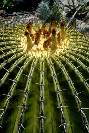  (Echinocactus platyacanthus - GE02268.6)  @11 [ ] Copyright  Salvador Arias Unspecified