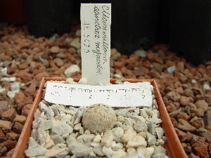 (Mammillaria sanchez-mejoradae - GE02467)  @11 [ ] Copyright  Salvador Arias Unspecified