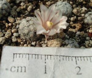  (Mammillaria sanchez-mejoradae - GE02466)  @11 [ ] Copyright  Salvador Arias Unspecified