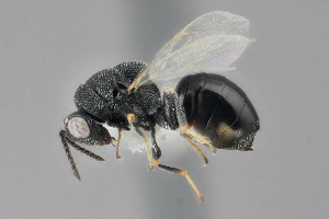  (Eurytoma chrysothamni - 02089MS022021)  @11 [ ] CreativeCommons - Attribution Share-Alike (by-sa) (2022) Quinlyn Baine University of New Mexico