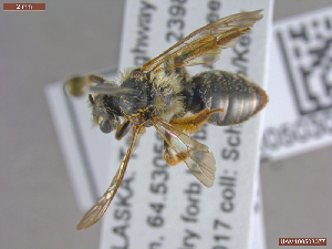  ( - UAMObs:Ento:245405)  @11 [ ] CreativeCommons  Attribution Non-Commercial No Derivatives (2022) Derek Sikes University of Alaska Museum