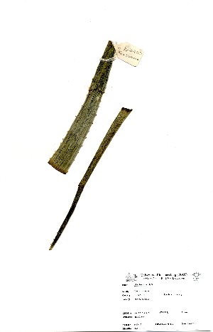  ( - BHD443)  @11 [ ] No Rights Reserved  Unspecified Unspecified